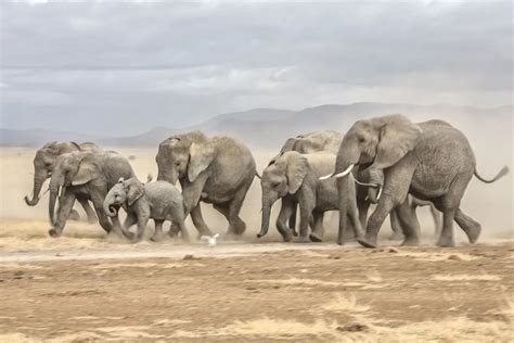 Elephant stampede | Smithsonian Photo Contest | Smithsonian Magazine