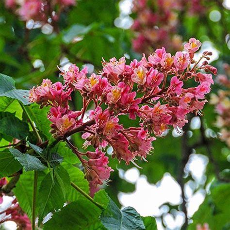 Visit us to learn more about our Dwarf Red Buckeye. In spring, showy ...