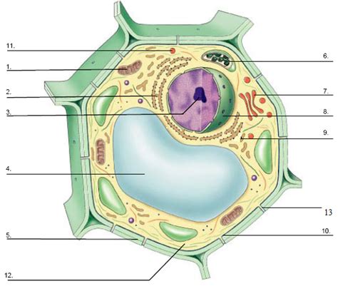 Grade 9 Plant Cell Diagram Simple - joicefglopes