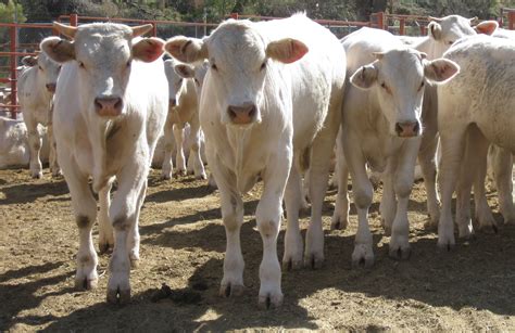 Charolais Cattle – Cattlemex