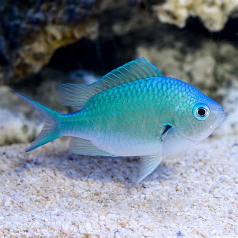 Chromis (Blue/Green) | Affordable Aquaria