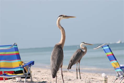 Love the beach! | Beach, Nature, Animals