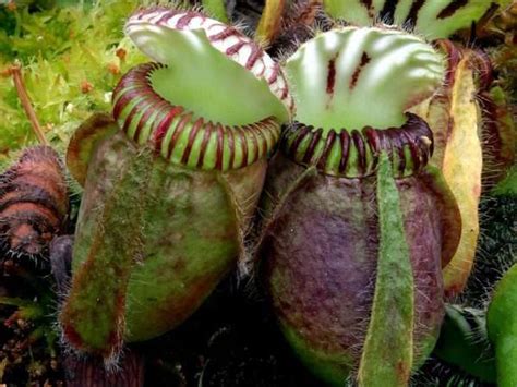 Cephalotus follicularis, the Australian Pitcher Plant - Carnivorous Plant Resource