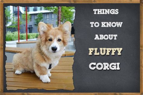 Things To Know About Fluffy Corgi (Long-Haired Corgi) | ZooAwesome