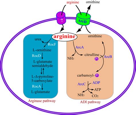 Simplified model for bacterial arginine catabolism by arginase and ADI ...