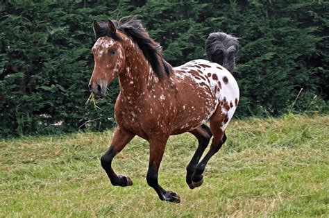 Discover The 11 Most Colorful Horse Breeds