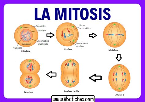 Las partes de la mitosis - ABC Fichas