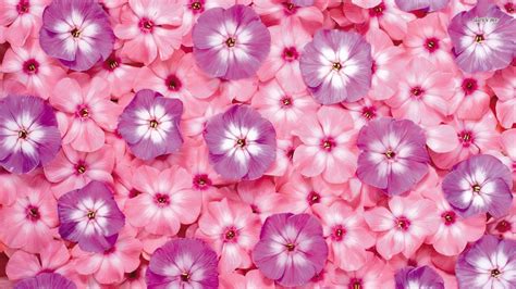 Pink And Purple Flower Backgrounds - WallpaperSafari