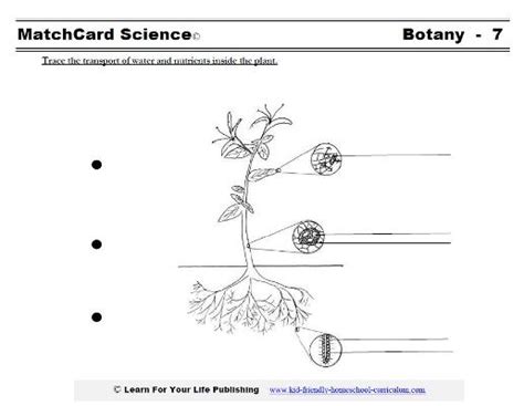 Botany Science Projects