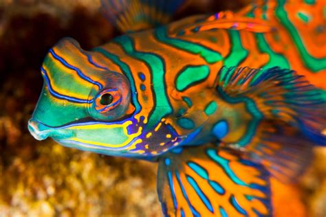 Mandarinfish (Dragonets) Care Information