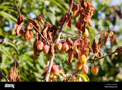 A Victoria Plum tree dying from a disease Stock Photo - Alamy