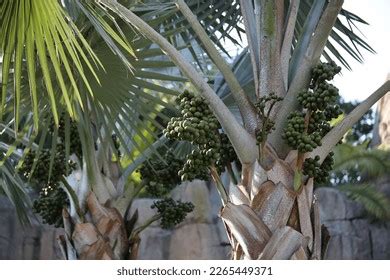 Talipot Palm Fruit Royalty-Free Images, Stock Photos & Pictures | Shutterstock