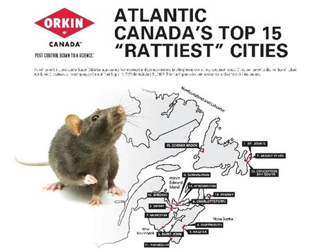 Four N.B. Cities Make Rattiest List In Atlantic Canada | Flipboard