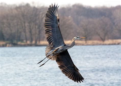 Great Blue Heron Wingspan | Smithsonian Photo Contest | Smithsonian Magazine