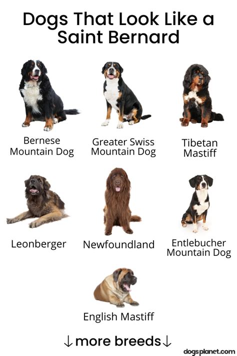 13 Dogs That Look Like St Bernards (With Pictures!) - DogsPlanet.com