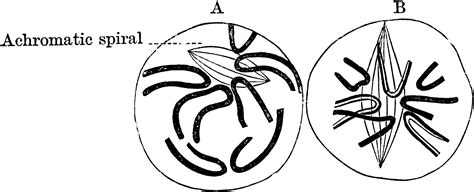 Early Stages of Karyokinesis | ClipArt ETC