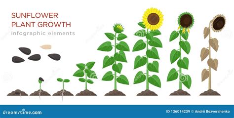 Sunflower Growing Process Vector Illustration Flat Design. Planting Process of Sunflowers Stock ...