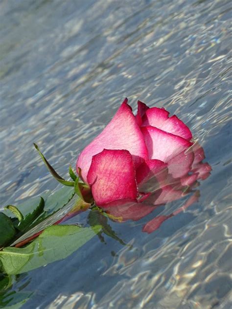 Pink rose in the water stock image. Image of rose, flowering - 98528737