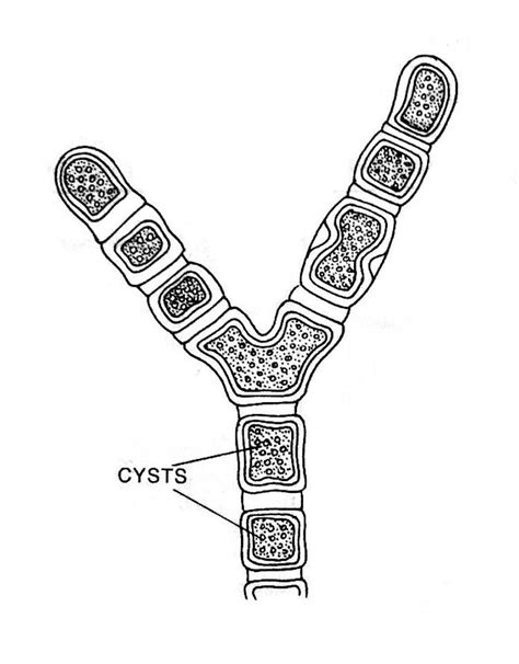 Vaucheria: Features, Occurrance, Structure, Reproduction