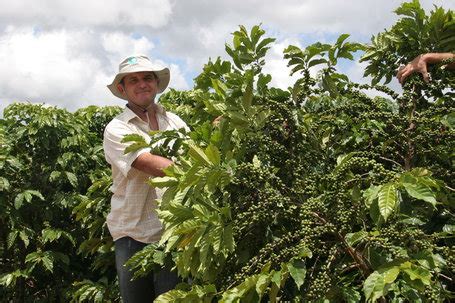 Brazil’s Comexim Cuts 2013-14 Coffee Harvest View by 3.8M bags To 49.4M Bags | Spilling the Beans