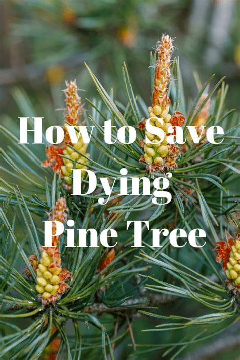 How to Save Dying Pine Tree