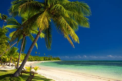 Palm trees and a white sandy beach at Fiji - Fiji Beaches