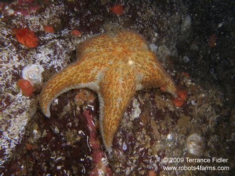 Daphne Islet in Brentwood Bay: Scuba Diving Pictures