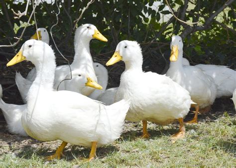 Duck Farming in South Africa