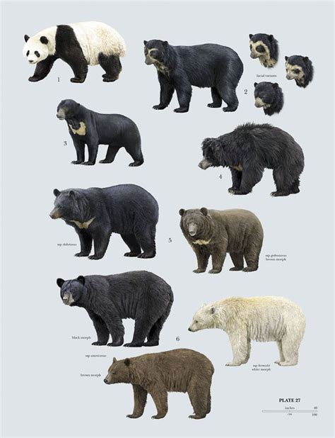 bear species | Bear species, Animals wild, Mammals