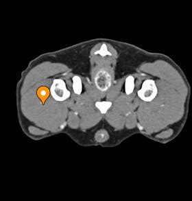 Lateral circumflex femoral vein - vet-Anatomy - IMAIOS