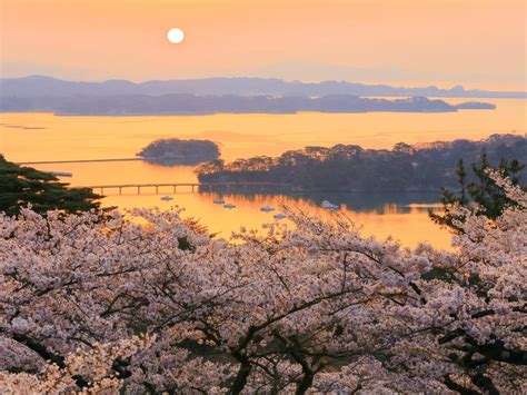 Top places in Japan to see cherry blossoms | Booking.com