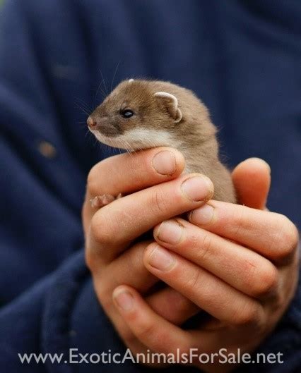 Keeping Stoats (Short-tailed Weasel)/Ermines as Pets