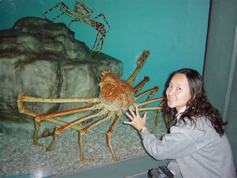 Japanese Spider Crab Facts And Photos