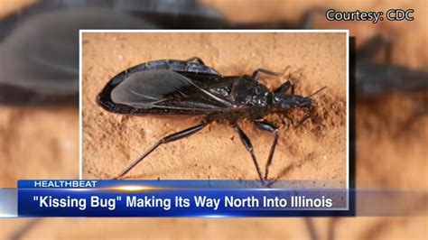 'Kissing Bug' making its way North to Illinois - ABC7 Chicago