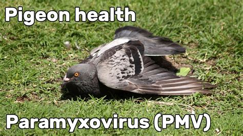 Pigeon Paramyxovirus (PMV-1) - Pigeon Health Episode #2 - YouTube