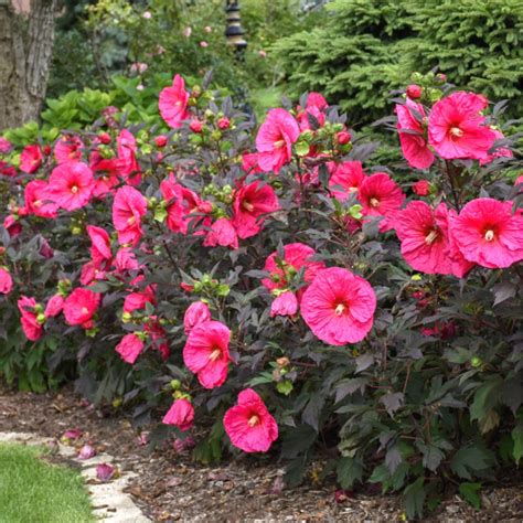 Hibiscus & Rose of Sharon - Preston's