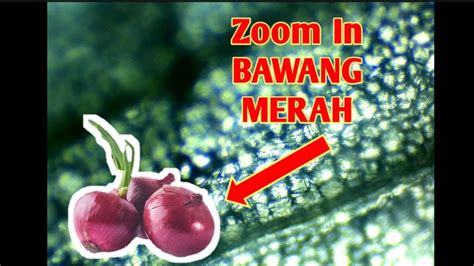 ZOOM IN: BAWANG MERAH (Sel epidermis kelihatan) - YouTube