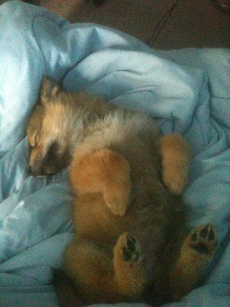 10 Sleeping wolf pup ideas | wolf pup, sleeping wolf, wolf