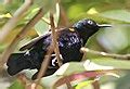 Purple sunbird - Wikipedia