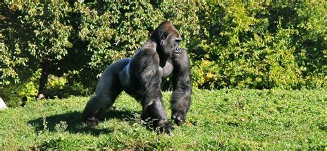 Safari Rwanda – 4 day Gorilla Safari - Wild Times Safaris