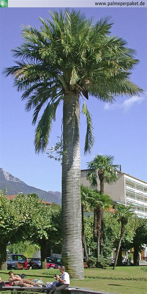 Chilean Wine Palm Tree (Jubaea chilensis) Waterfall Design, Palms, Palm Trees, Species ...