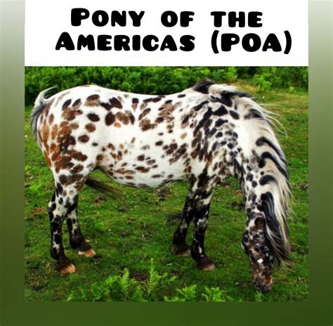 Pony of the Americas (POA) | Pony, Horses, Quarter horse