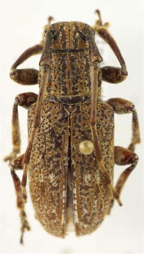 Cerambycidae Species Details