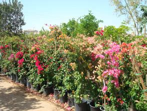 Bougainvillea: Whitfill Nursery Tropical Plants