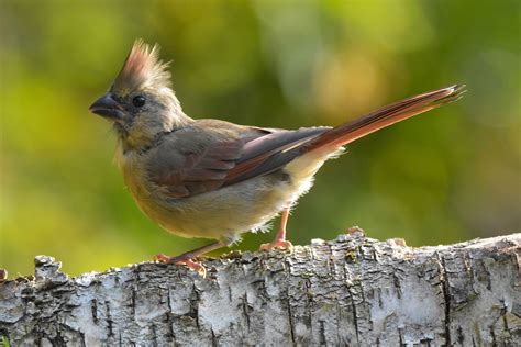 Female Northern Cardinal Bird - Free photo on Pixabay - Pixabay