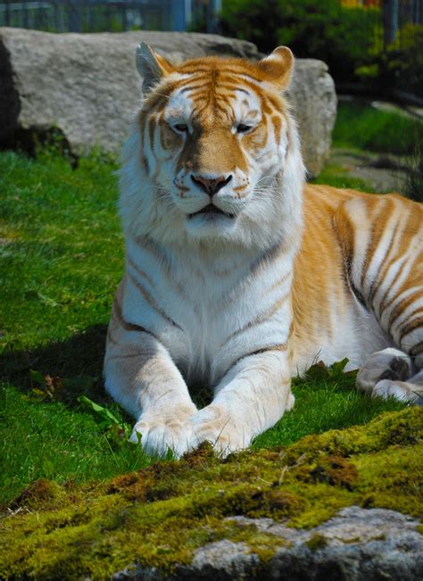 Bengal Tiger - Cougar Mountain Zoo