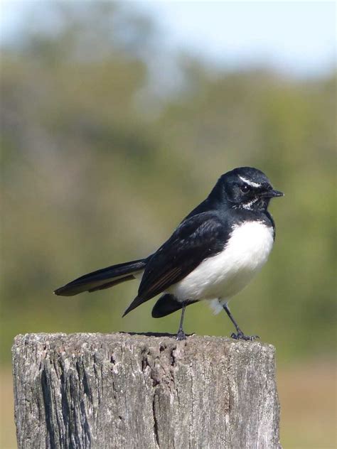 Bird of the month – Willie Wagtail | Rainbow Beach Community News