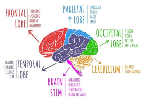 Pin on Brachial Plexus and Peripheral Nerves