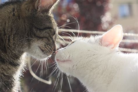 Cats kissing | _aorlow | Flickr