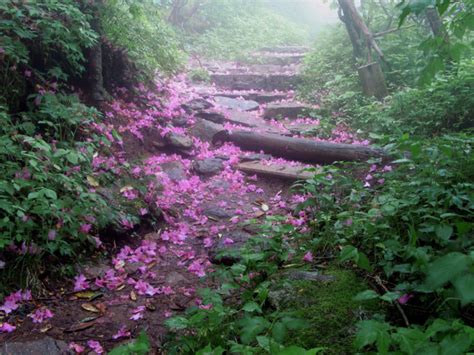 Craggy Gardens - Blue Ridge Parkway